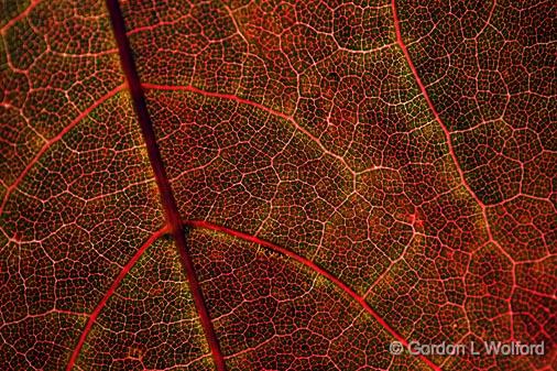 Backlit Autumn Leaf Closeup_51594.jpg - Photographed near Carleton Place, Ontario, Canada.